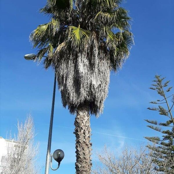 Washingtonia robusta Pokrój