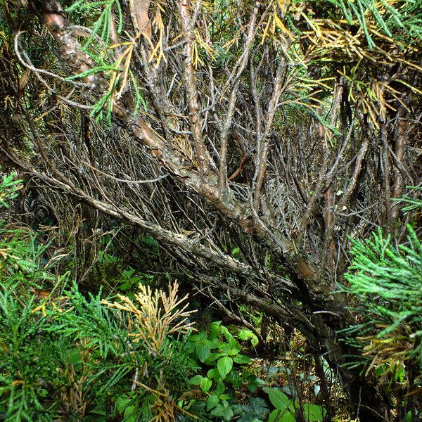 Juniperus sabina Rinde