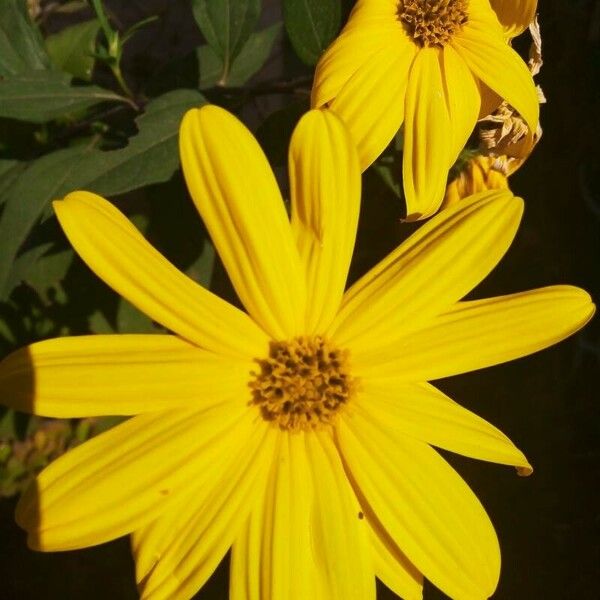 Helianthus × laetiflorus Flower