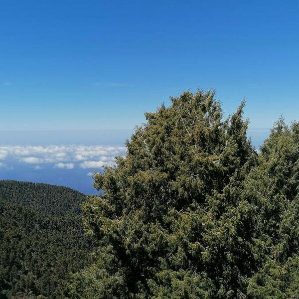 Juniperus cedrus Pokrój