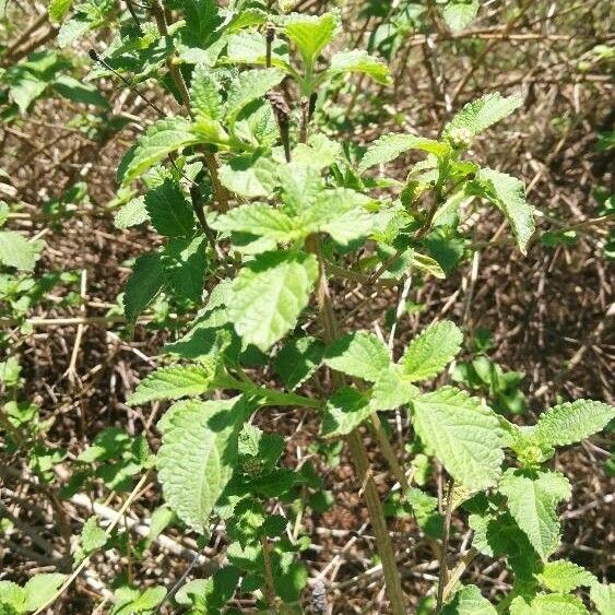 Lantana viburnoides पत्ता