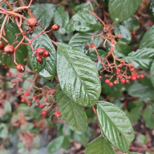 Cotoneaster coriaceus 葉