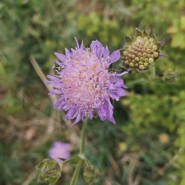 Scabiosa columbaria Квітка