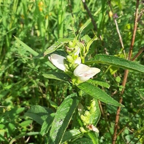 Chelone glabra 花