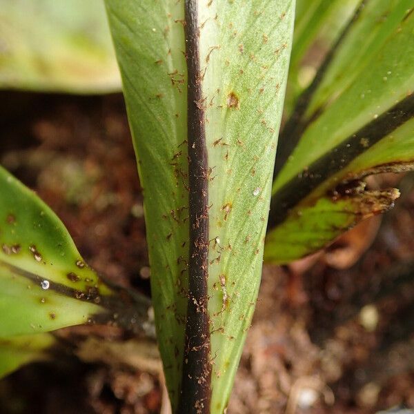 Asplenium africanum 葉