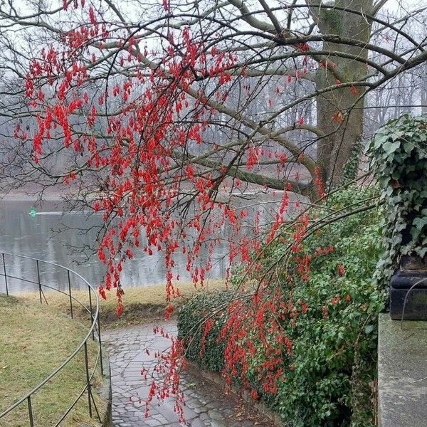 Berberis vulgaris Хабит