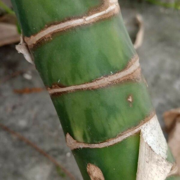 Dieffenbachia oerstedii Bark