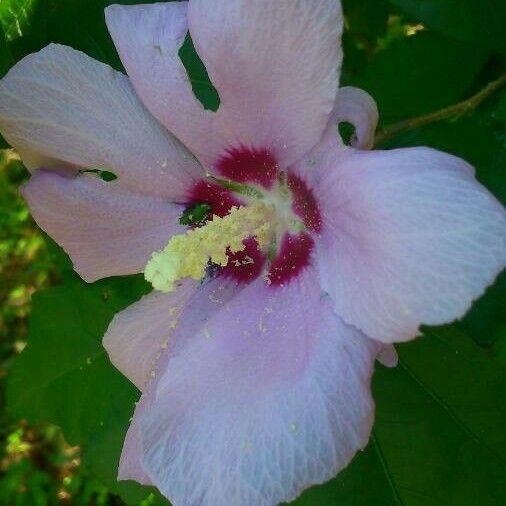 Hibiscus syriacus Fiore