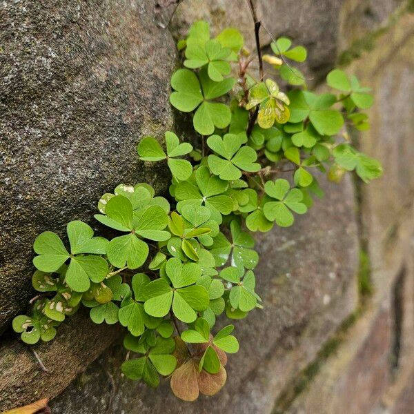 Oxalis stricta Habit