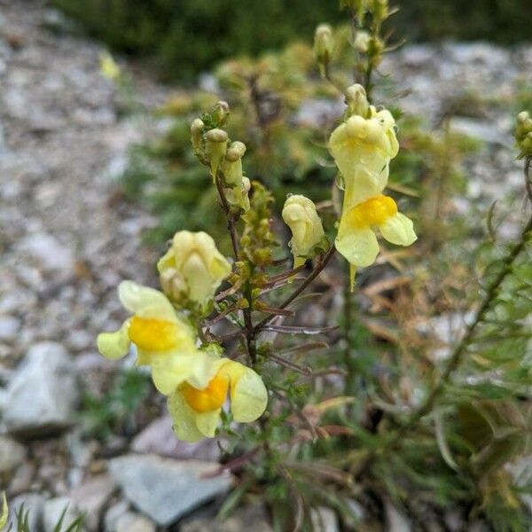 Linaria supina 花