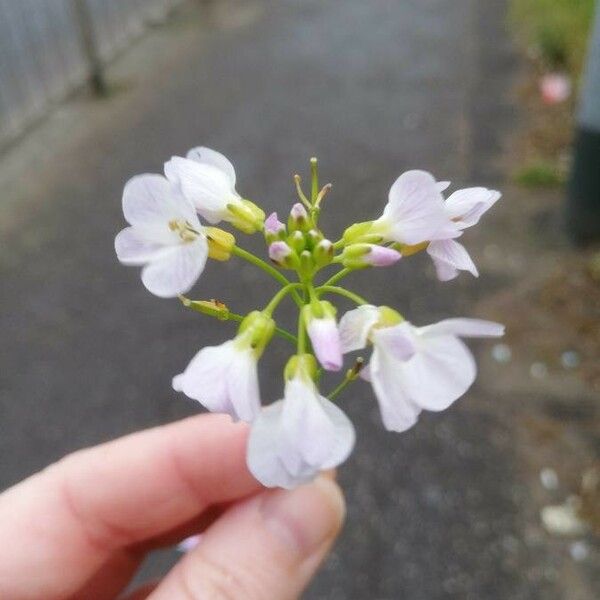 Cardamine pratensis Blüte