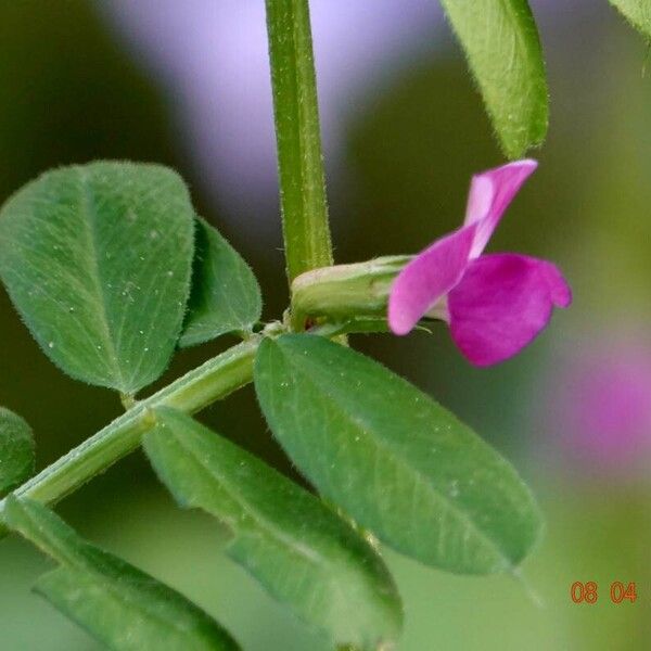 Vicia sativa 花