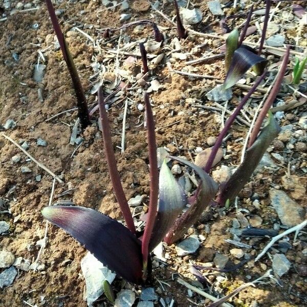 Biarum tenuifolium Virág