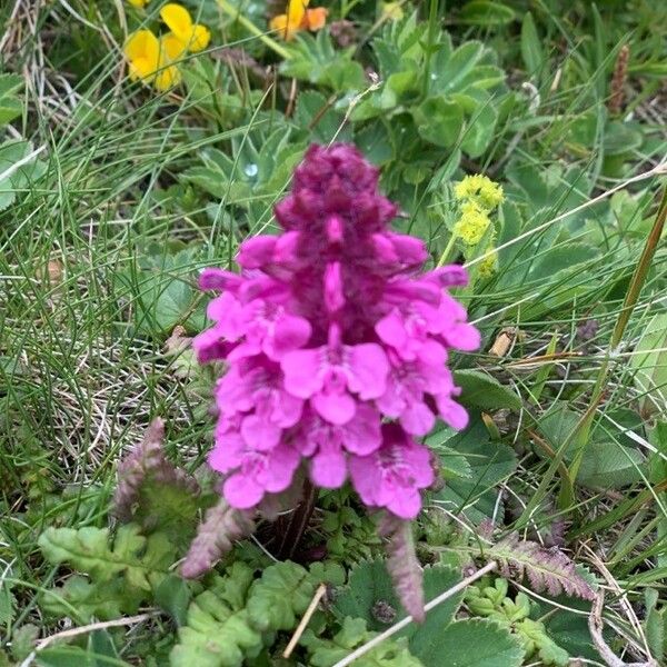 Pedicularis verticillata Flower