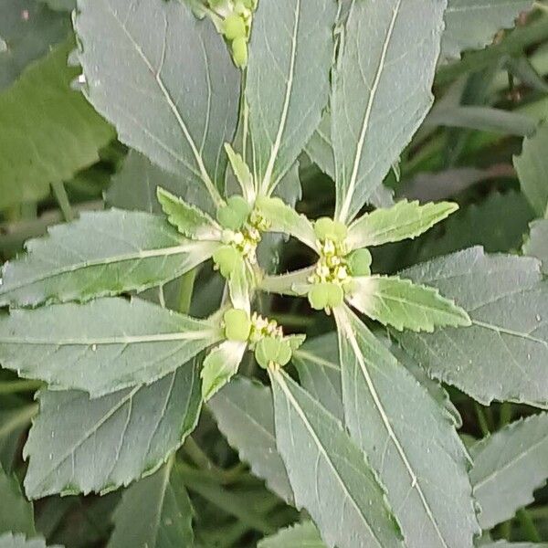 Euphorbia davidii برگ