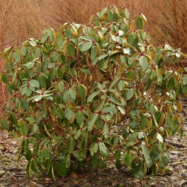 Rhododendron campanulatum Habit