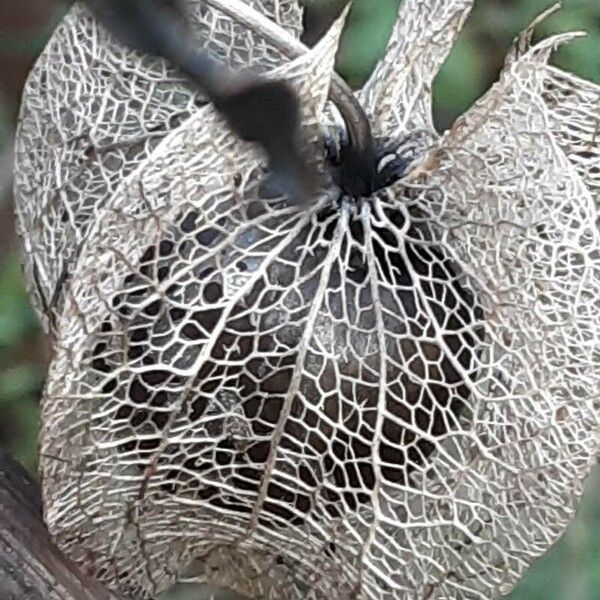 Nicandra physalodes Fruit