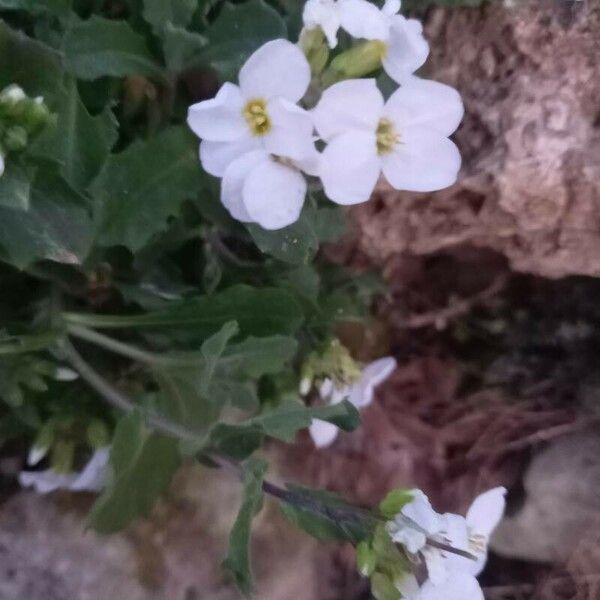 Arabis caucasica Flower