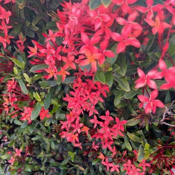 Ixora coccinea 花