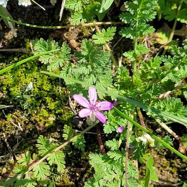 Erodium aethiopicum عادت