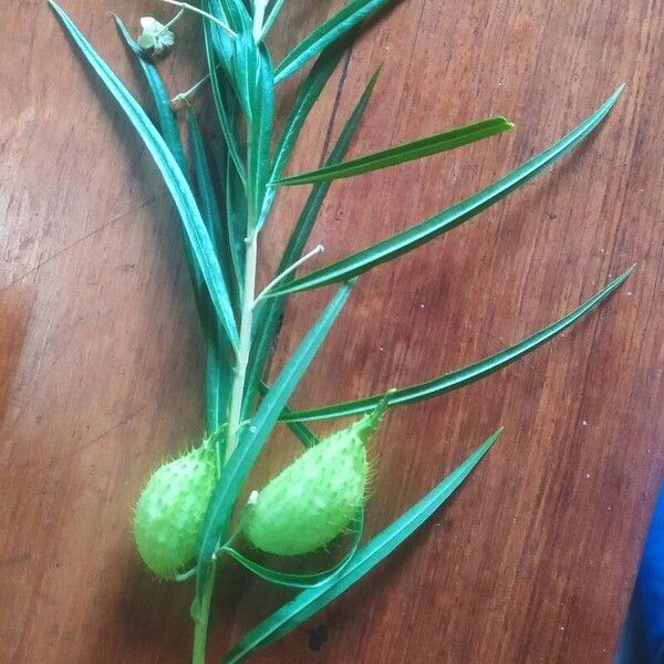 Gomphocarpus fruticosus Blüte