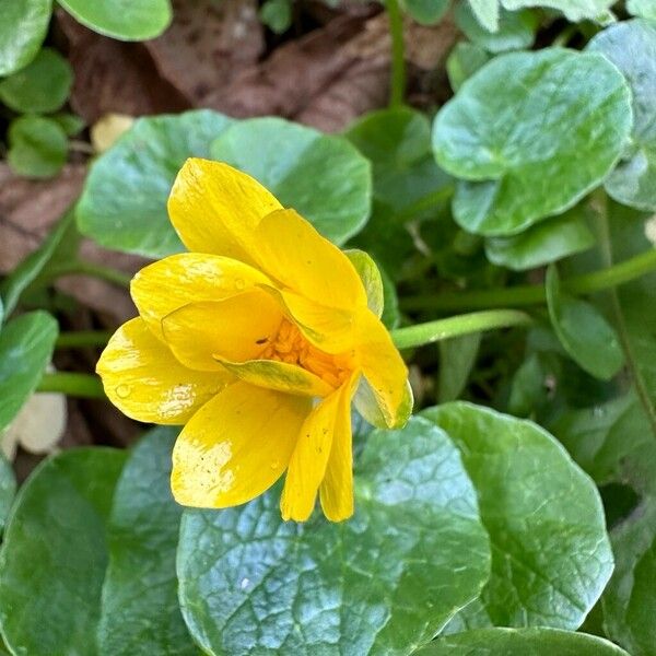 Ranunculus bullatus Blomst