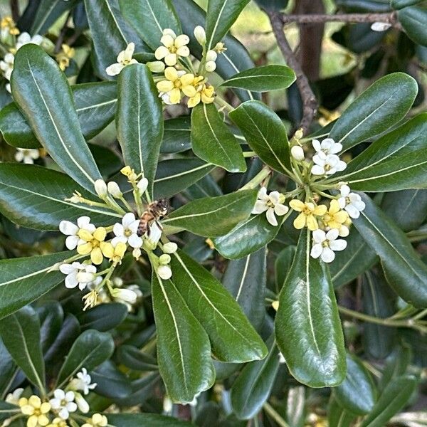 Pittosporum heterophyllum Květ