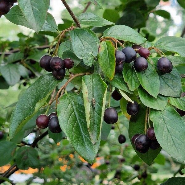 Cotoneaster acutifolius অভ্যাস