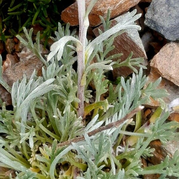 Artemisia umbelliformis ഇല