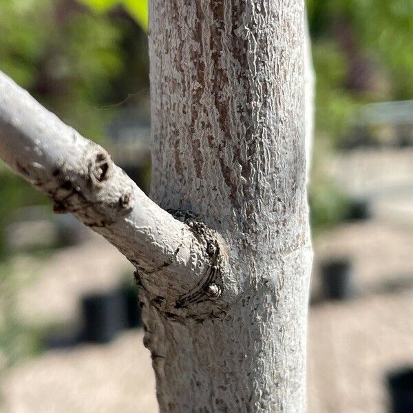 Acer saccharum Bark