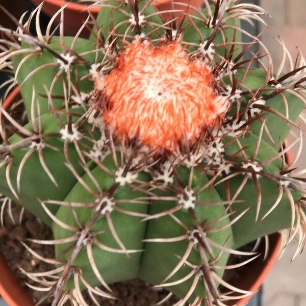 Melocactus matanzanus 葉