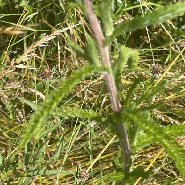 Achillea millefolium പുറംതൊലി