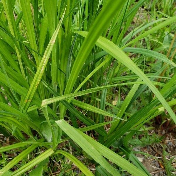 Carex crinita Blad