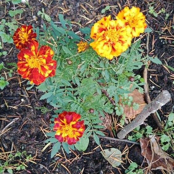 Tagetes patula অভ্যাস