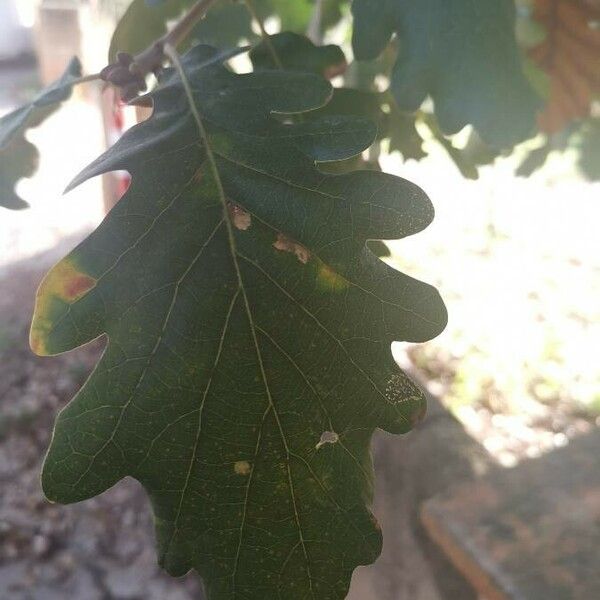 Quercus pubescens Blatt