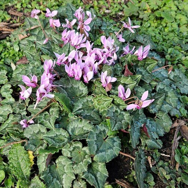 Cyclamen hederifolium Vekstform