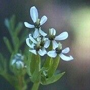 Scandix pecten-veneris Цветок