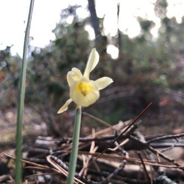 Narcissus triandrus Flower