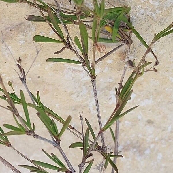 Galium setaceum Leaf