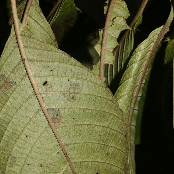 Guettarda crispiflora Blatt