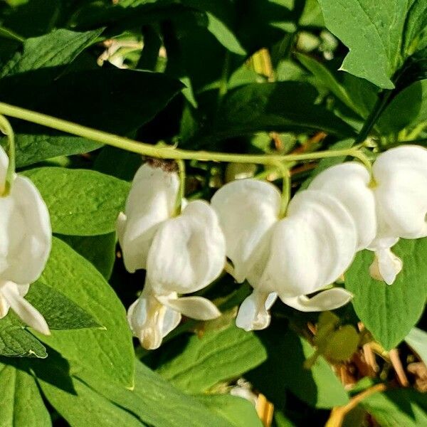 Lamprocapnos spectabilis Flors