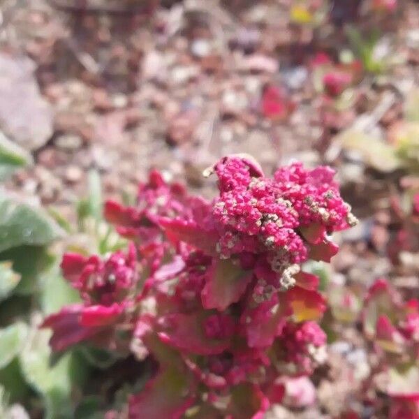 Oxybasis glauca Blomst