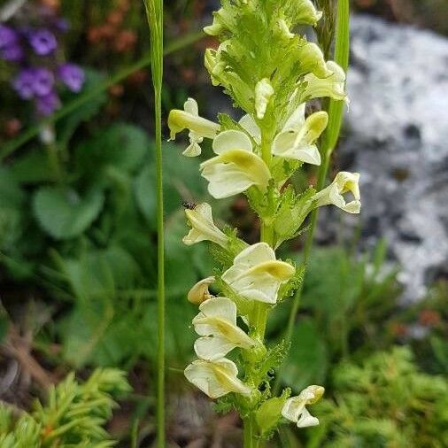 Pedicularis ascendens Flower