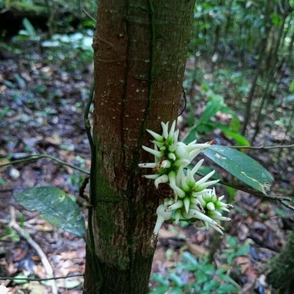 Paypayrola confertiflora Flors