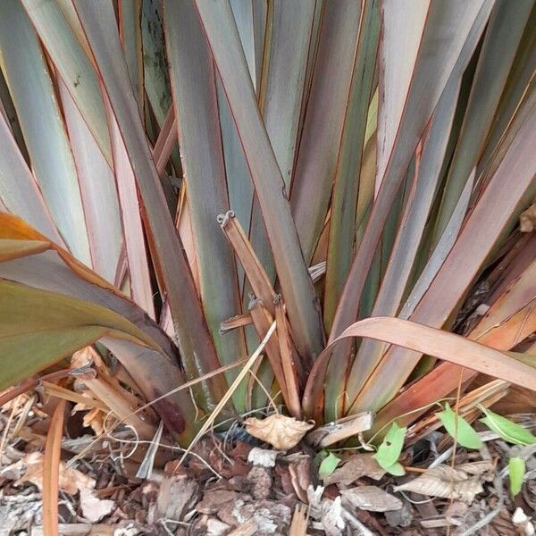 Phormium tenax 其他