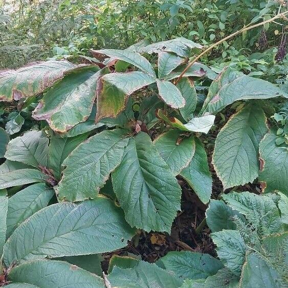 Rodgersia aesculifolia Leaf