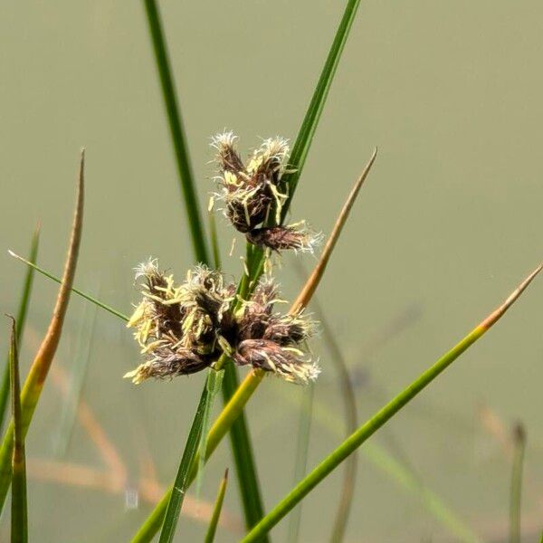 Bolboschoenus maritimus Flower