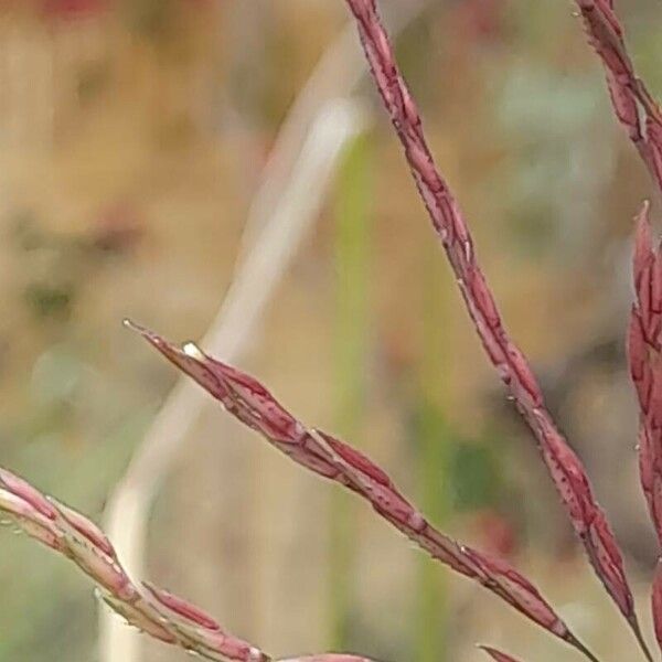 Chrysopogon zizanioides 花