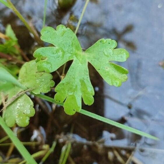 Ranunculus sceleratus Blad