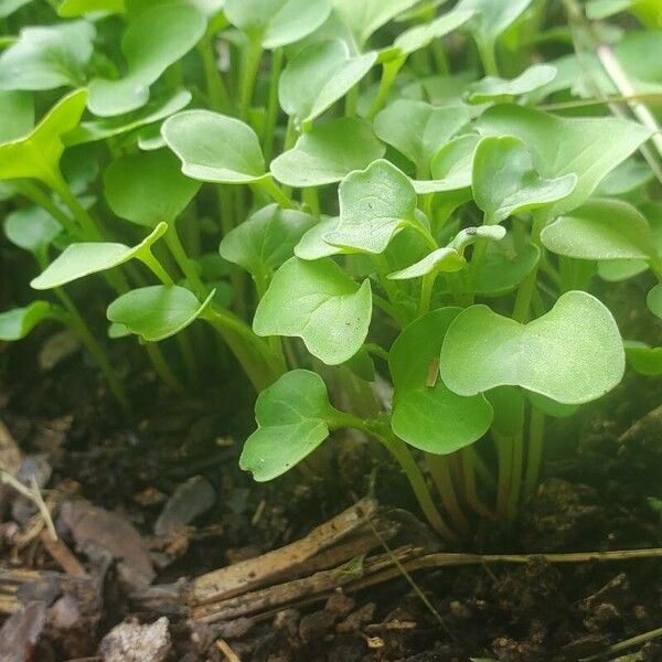 Raphanus raphanistrum Blad